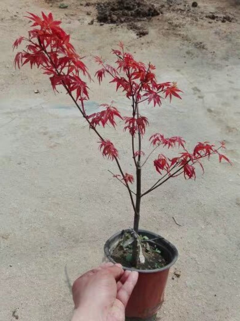 红枫盆景，红舞姬，出猩猩，黄金枫，四季红，地栽红枫树苗