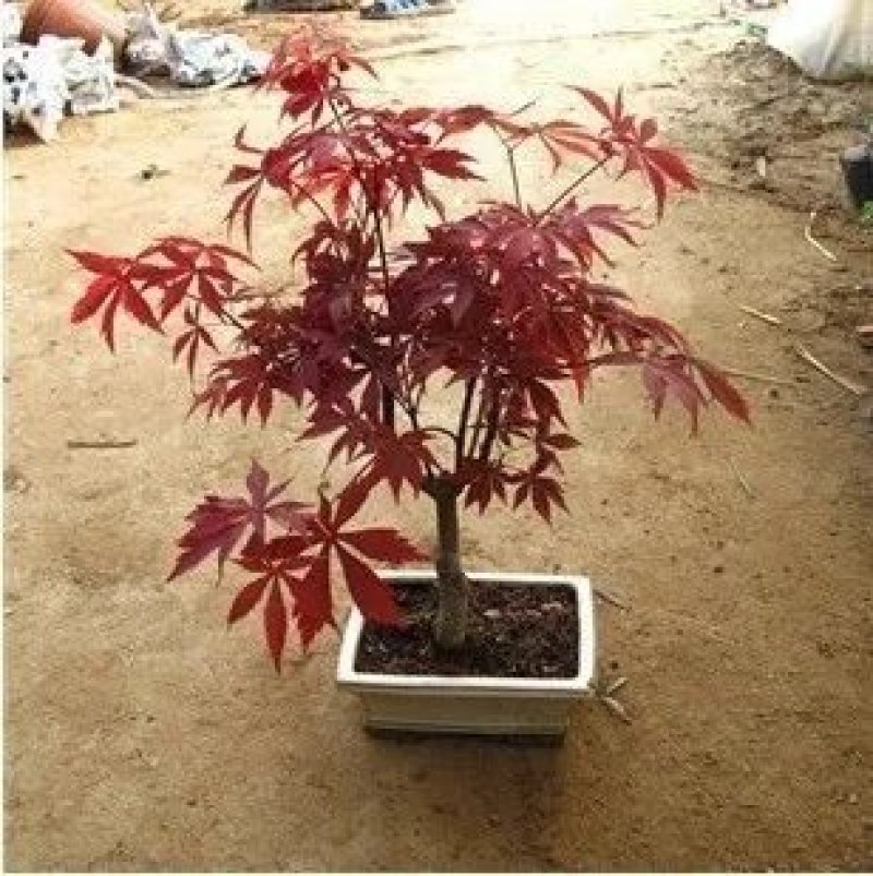 红枫盆景，红舞姬，出猩猩，黄金枫，四季红，地栽红枫树苗