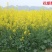 中油821甘蓝型杂交油菜子种子高产抗病矮杆抗倒出油率高