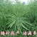 中油821甘蓝型杂交油菜子种子高产抗病矮杆抗倒出油率高