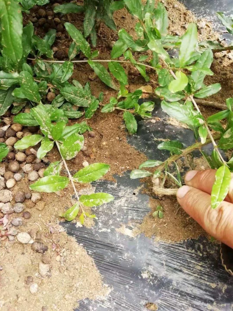 精品石榴苗，突尼斯软籽石榴树苗产地直销量大从优