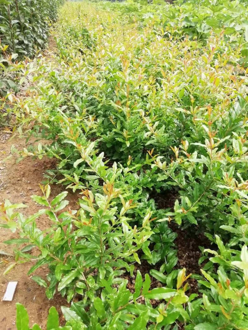 精品石榴苗，突尼斯软籽石榴树苗产地直销量大从优