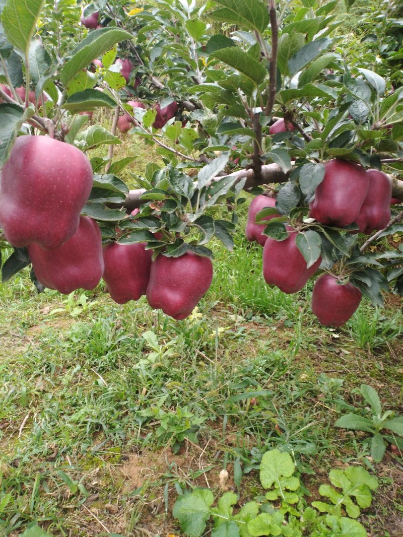 甘肃2025天水花牛苹果商品果/通货/电商果