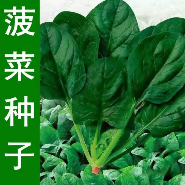 大叶菠菜种子小叶菠菜籽杂交菠菜种散装包邮