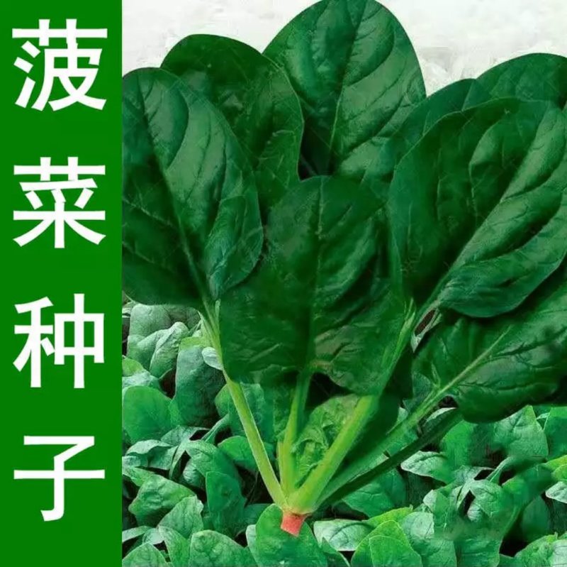 大叶菠菜种子小叶菠菜籽杂交菠菜种散装包邮