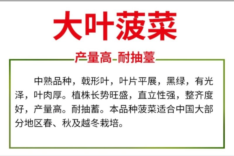 大叶菠菜种子小叶菠菜籽杂交菠菜种散装包邮