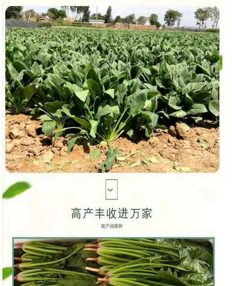 大叶菠菜种子小叶菠菜籽杂交菠菜种散装包邮