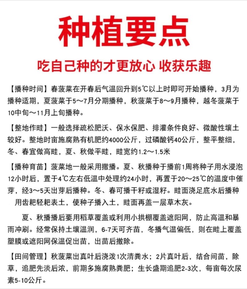 大叶菠菜种子小叶菠菜籽杂交菠菜种散装包邮