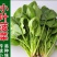 大叶菠菜种子小叶菠菜籽杂交菠菜种散装包邮