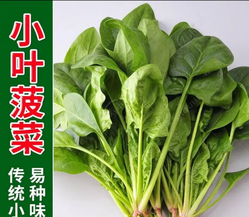 大叶菠菜种子小叶菠菜籽杂交菠菜种散装包邮