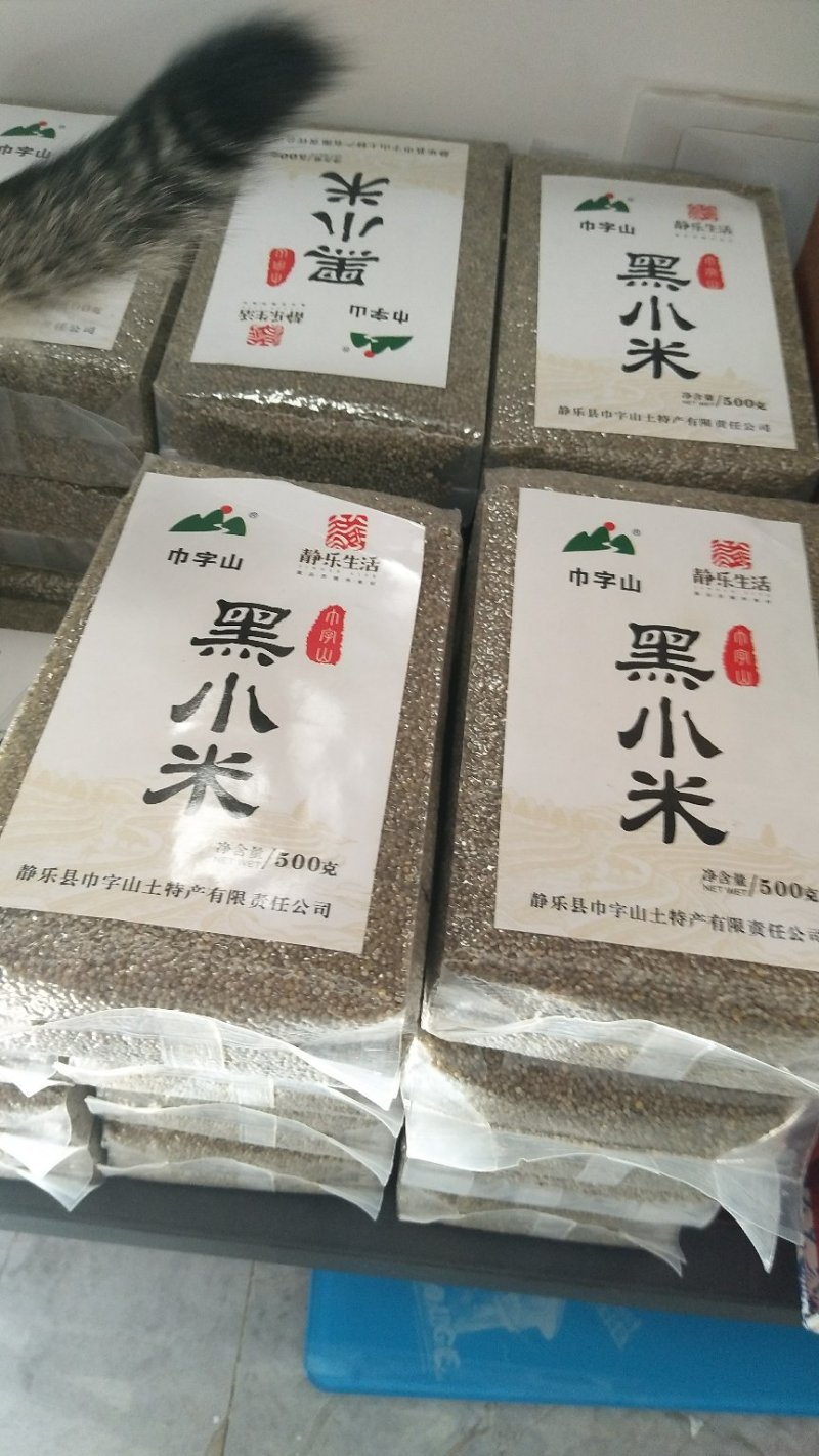 山西静乐特产巾字山农家天然精品营养黑小米