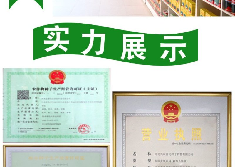 好吃黑油亮种子杂交青梗菜种子