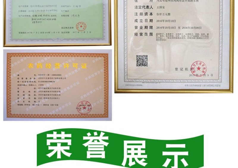 好吃黑油亮种子杂交青梗菜种子