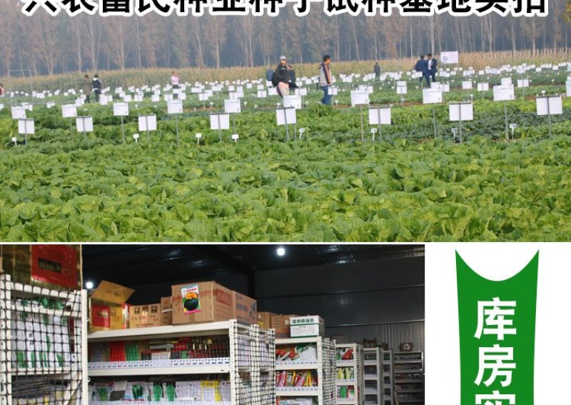 好吃黑油亮种子杂交青梗菜种子