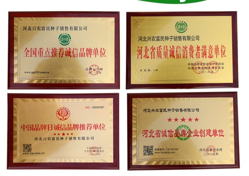 好吃黑油亮种子杂交青梗菜种子