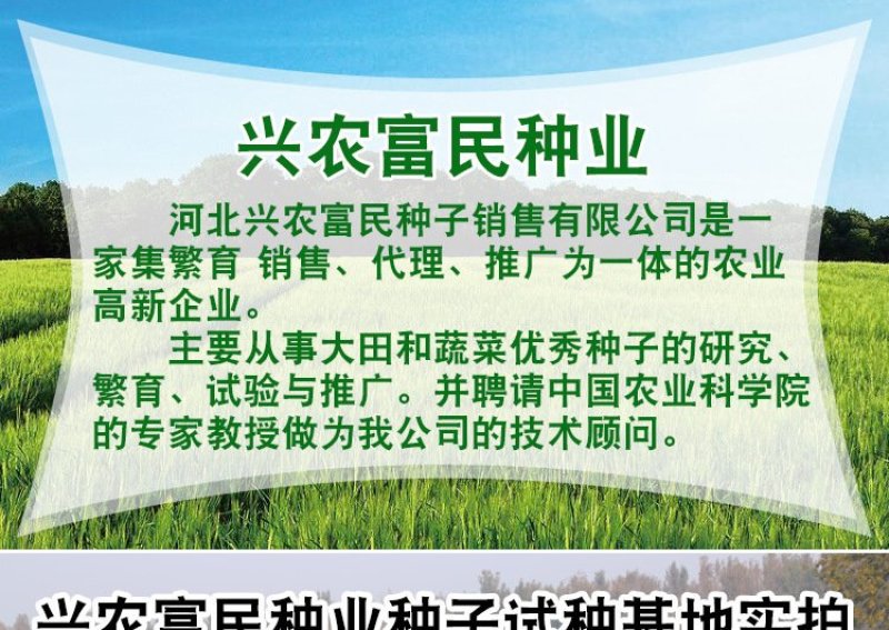 好吃黑油亮种子杂交青梗菜种子