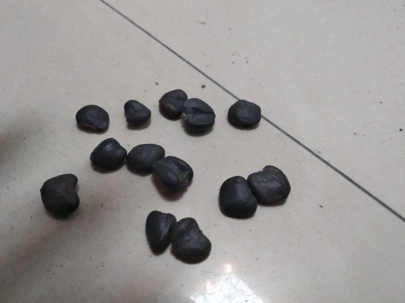 辛夷种子，玉兰种子，辛夷芽苗，玉兰嫁接沾木