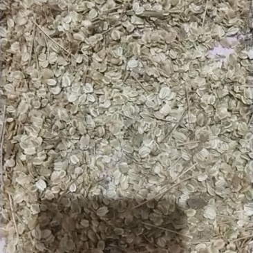 白芷种子