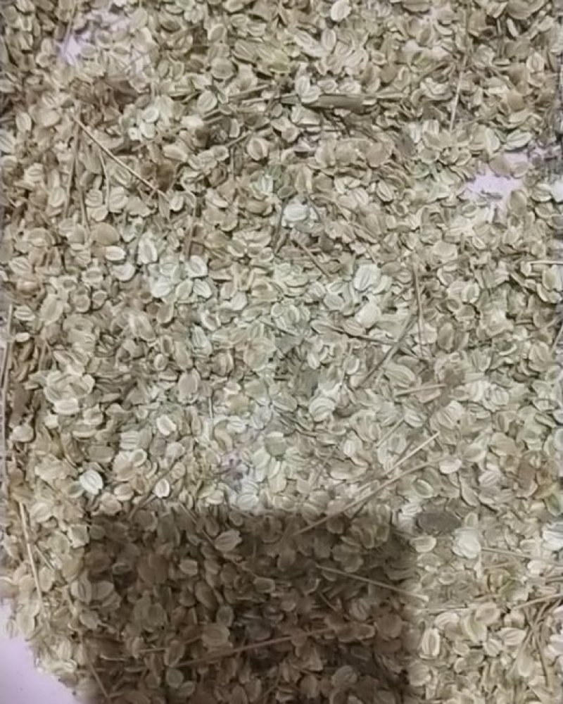 白芷种子