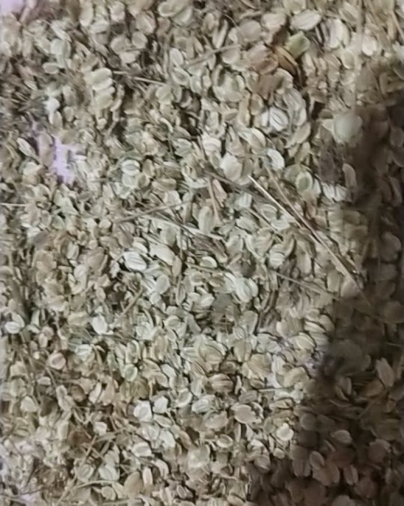 白芷种子