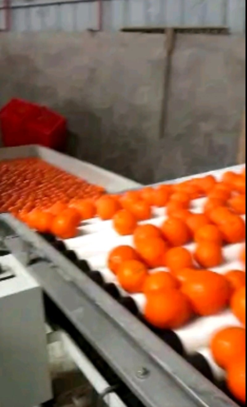 红肉脐橙，卡拉卡拉脐橙（中华红）大量上市，需要的朋友联系