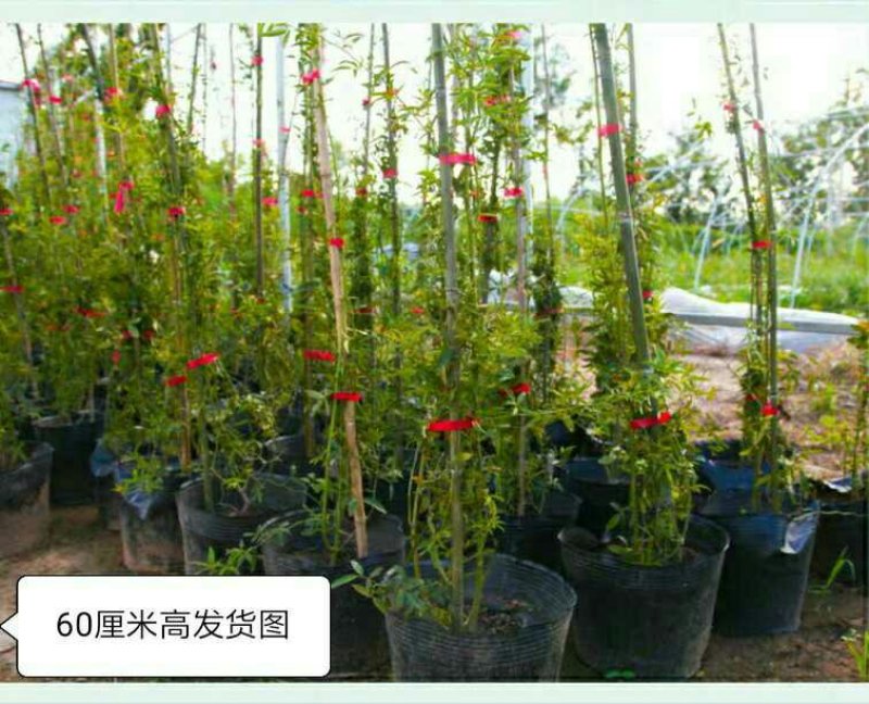 木香花苗七里香花黄木香白木香浓香花爬藤植物阳台红木香攀援