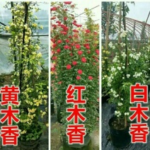 木香花苗七里香花黄木香白木香浓香花爬藤植物阳台红木香攀援