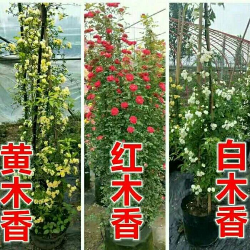 木香花苗七里香花黄木香白木香浓香花爬藤植物阳台红木香攀援