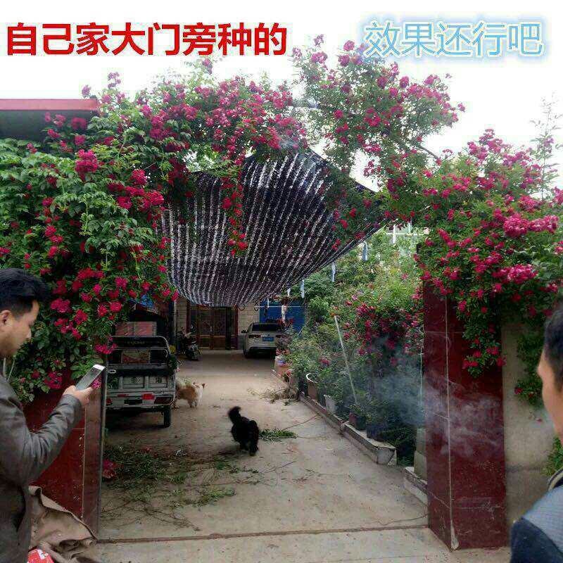 木香花苗七里香花黄木香白木香浓香花爬藤植物阳台红木香攀援