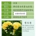 木香花苗七里香花黄木香白木香浓香花爬藤植物阳台红木香攀援