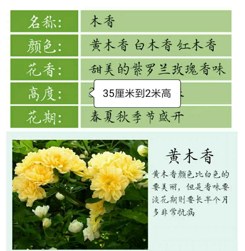 木香花苗七里香花黄木香白木香浓香花爬藤植物阳台红木香攀援