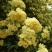 木香花苗七里香花黄木香白木香浓香花爬藤植物阳台红木香攀援