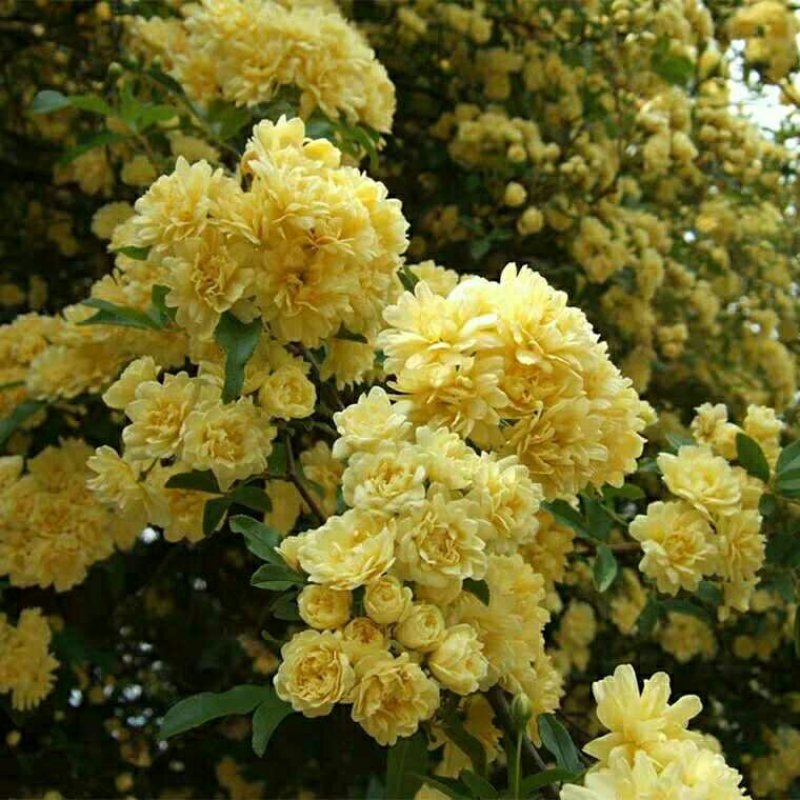 木香花苗七里香花黄木香白木香浓香花爬藤植物阳台红木香攀援