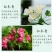 木香花苗七里香花黄木香白木香浓香花爬藤植物阳台红木香攀援
