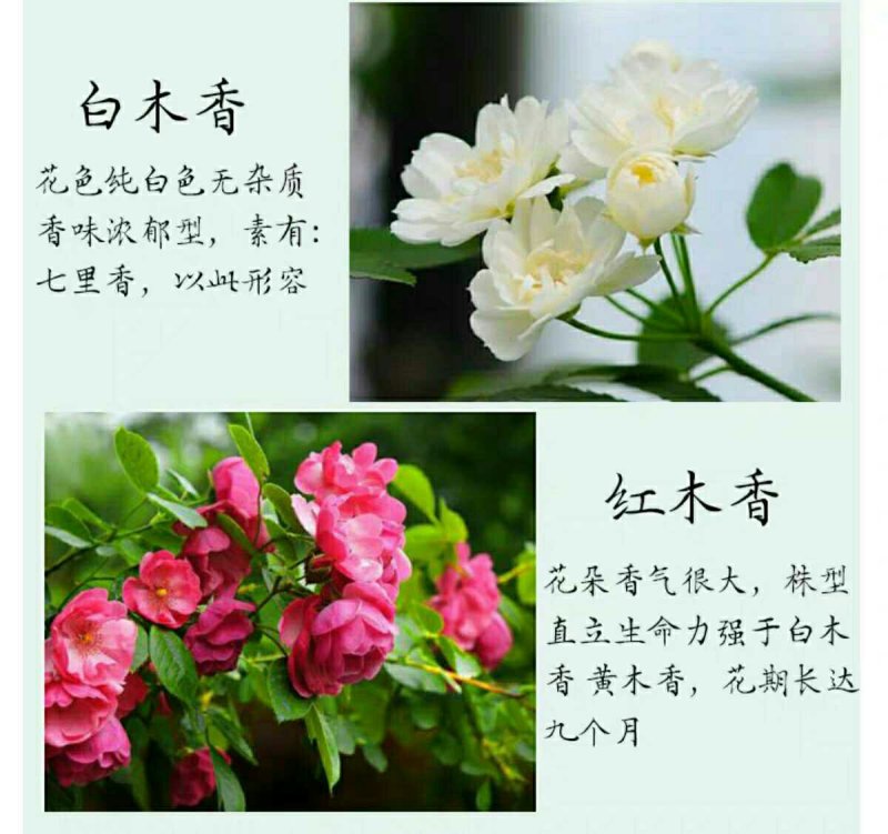 木香花苗七里香花黄木香白木香浓香花爬藤植物阳台红木香攀援