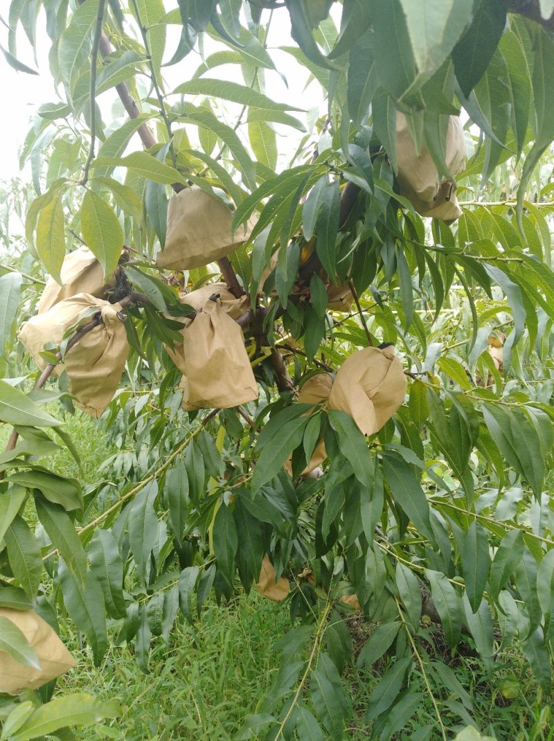 黄桃