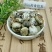 蓖麻子大麻子千余品种供应承接订单