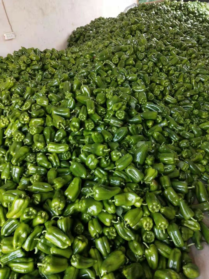 【精品】大量上市中🔥货源充足👍品质保证💯诚信经营