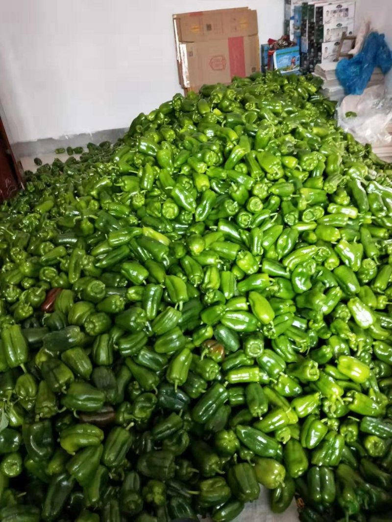 【精品】大量上市中🔥货源充足👍品质保证💯诚信经营