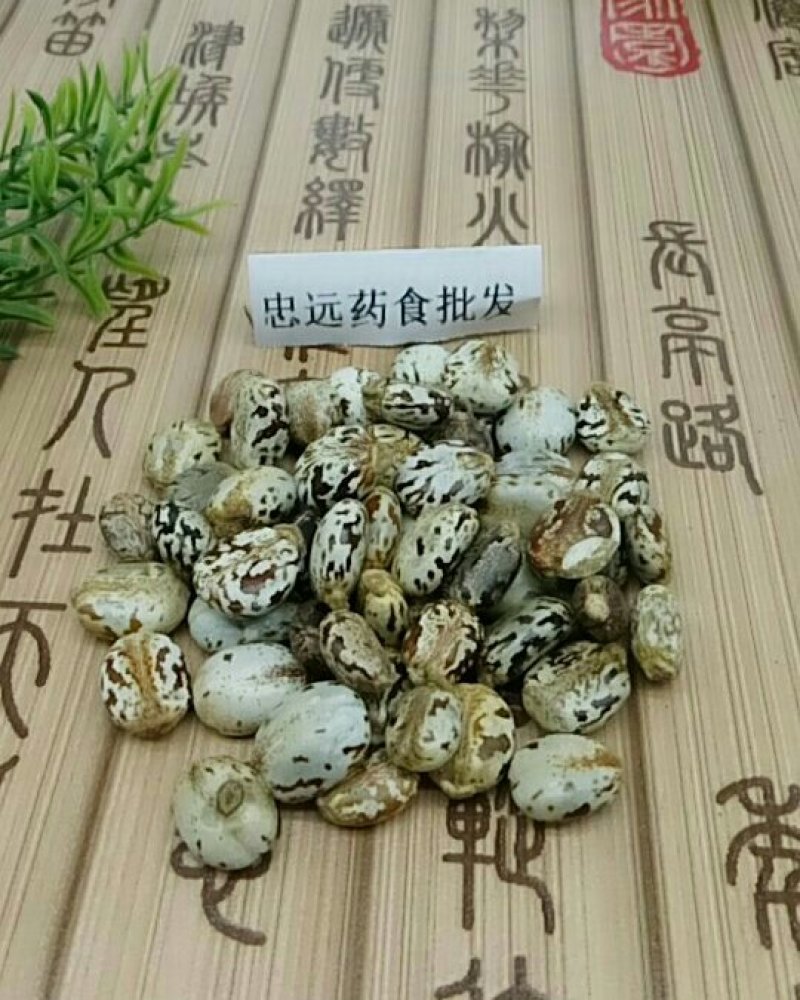 蓖麻子大麻子千余品种供应承接订单