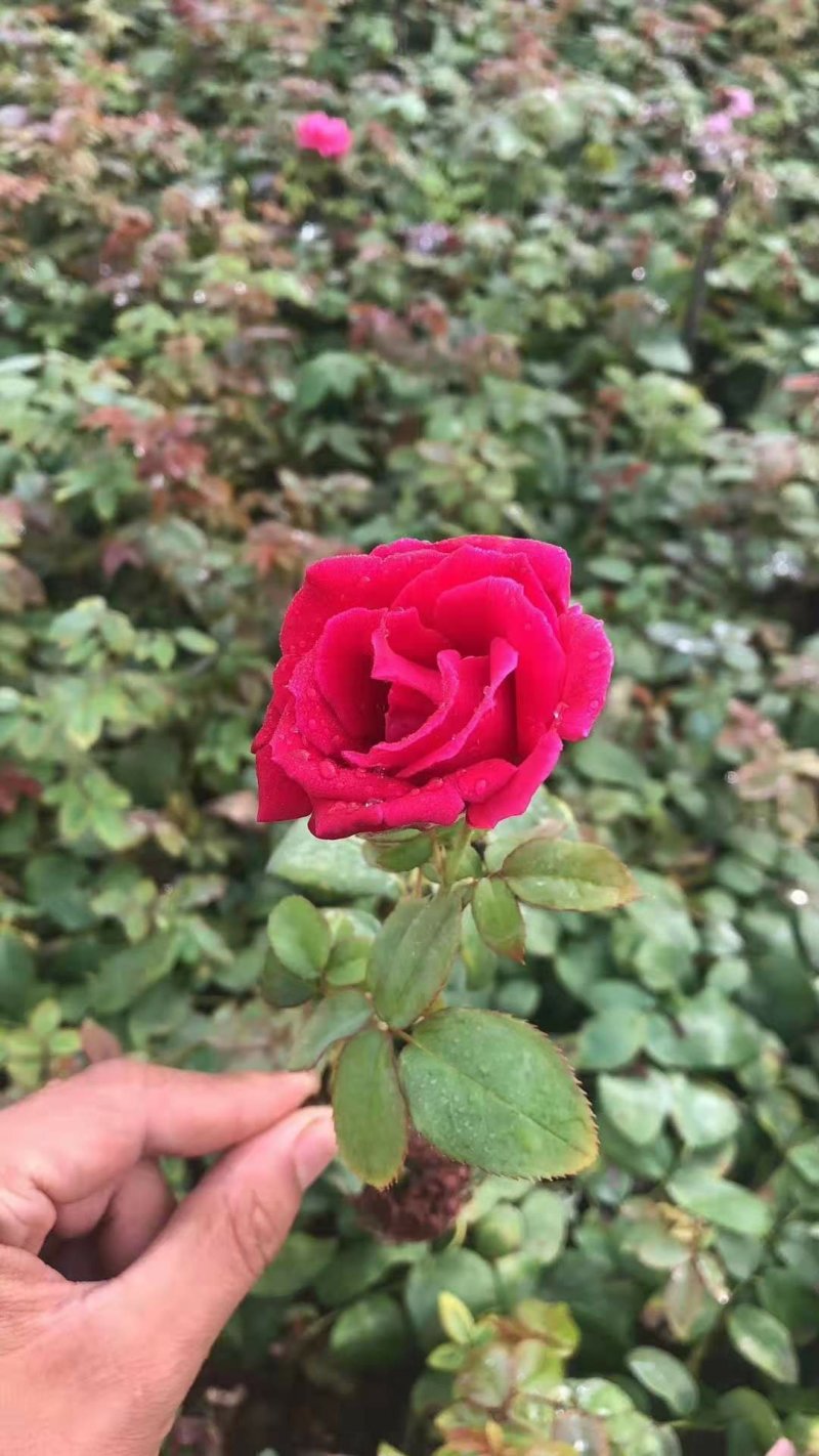 墨红玫瑰苗，裸根苗，机制苗批发