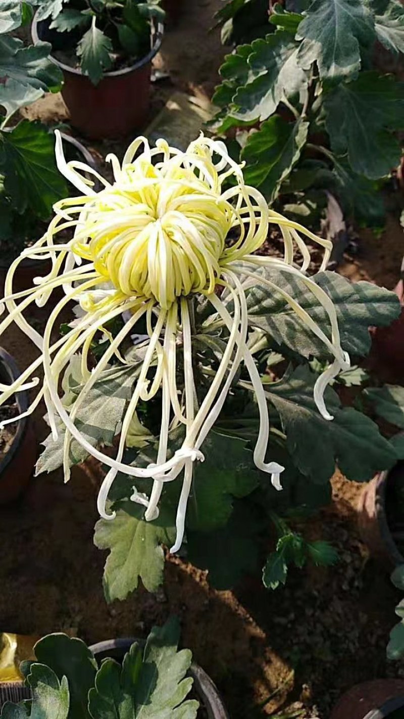 菊花苗，观赏菊，菊花茶