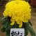 菊花苗，观赏菊，菊花茶