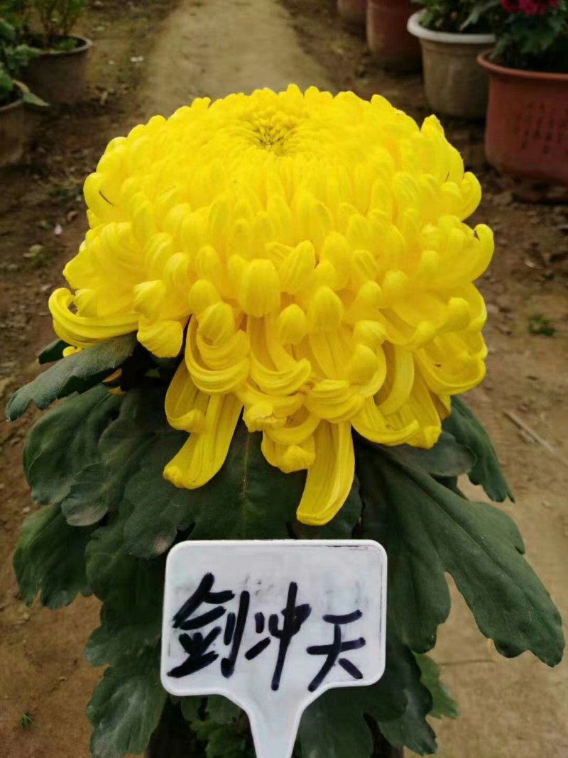 菊花苗，观赏菊，菊花茶