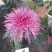 菊花苗，观赏菊，菊花茶