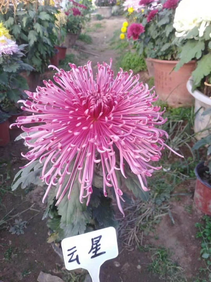 菊花苗，观赏菊，菊花茶