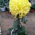 菊花苗，观赏菊，菊花茶