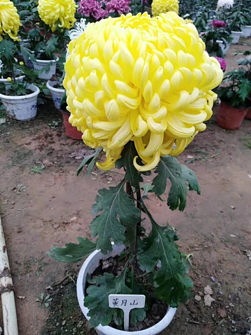 菊花苗，观赏菊，菊花茶