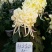 菊花苗，观赏菊，菊花茶