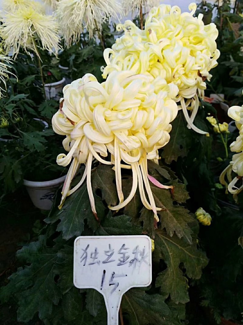 菊花苗，观赏菊，菊花茶